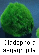 Cladophora aegagropila_1