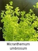 Micranthemum umbrosum_1